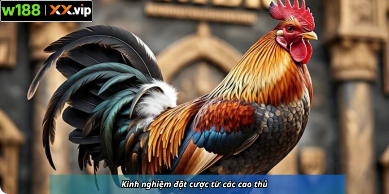 Kinh nghiệm đặt cược từ các cao thủ