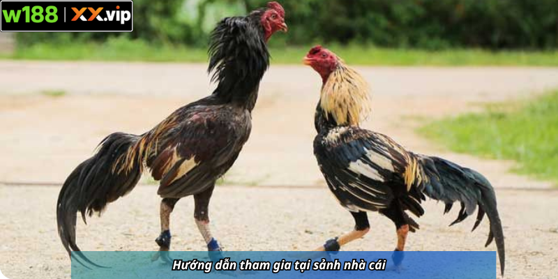 Hướng dẫn tham gia tại sảnh nhà cái